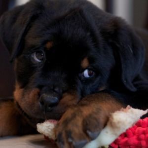 Meet your Posher, Carolina